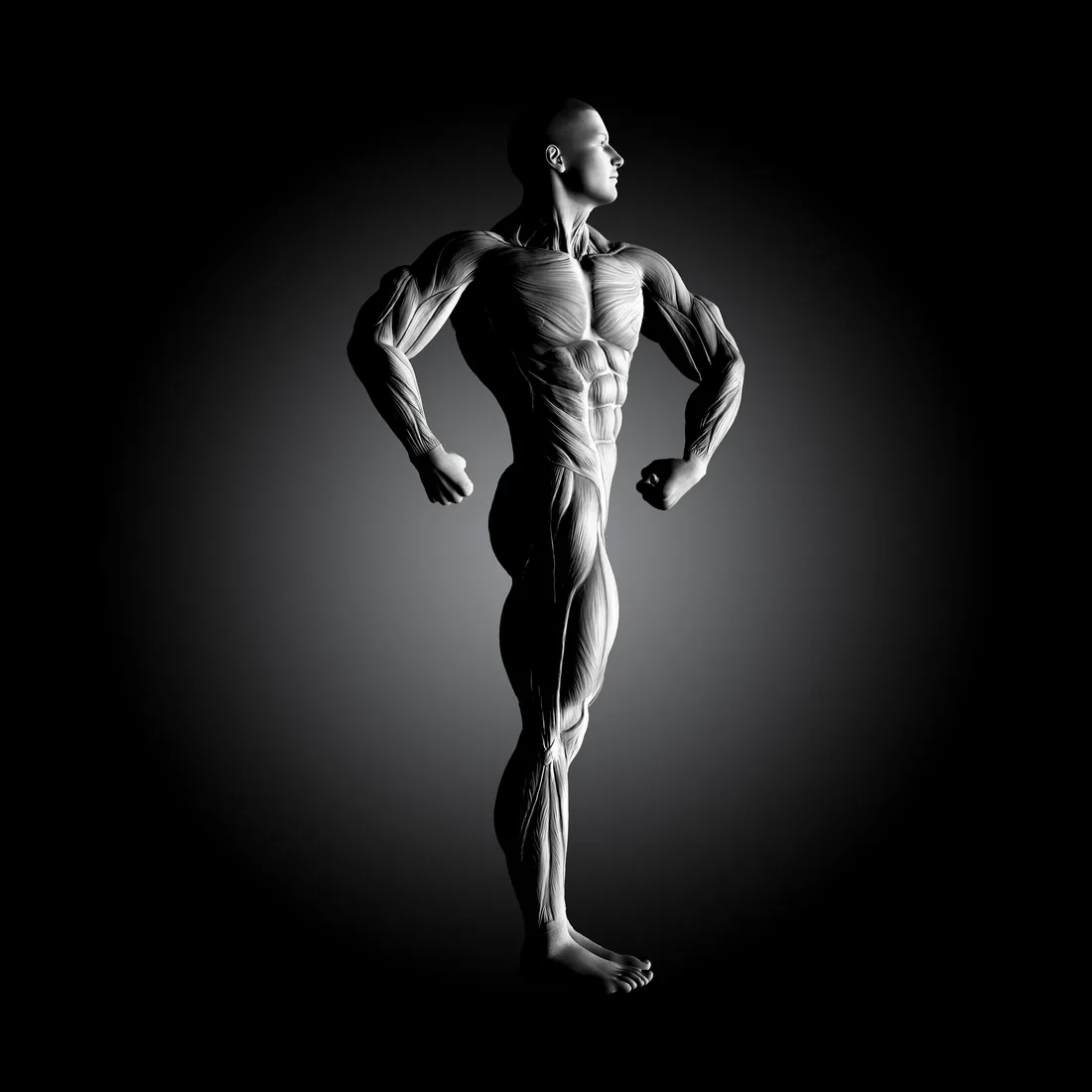 Figura anatómica con la musculatura marcada